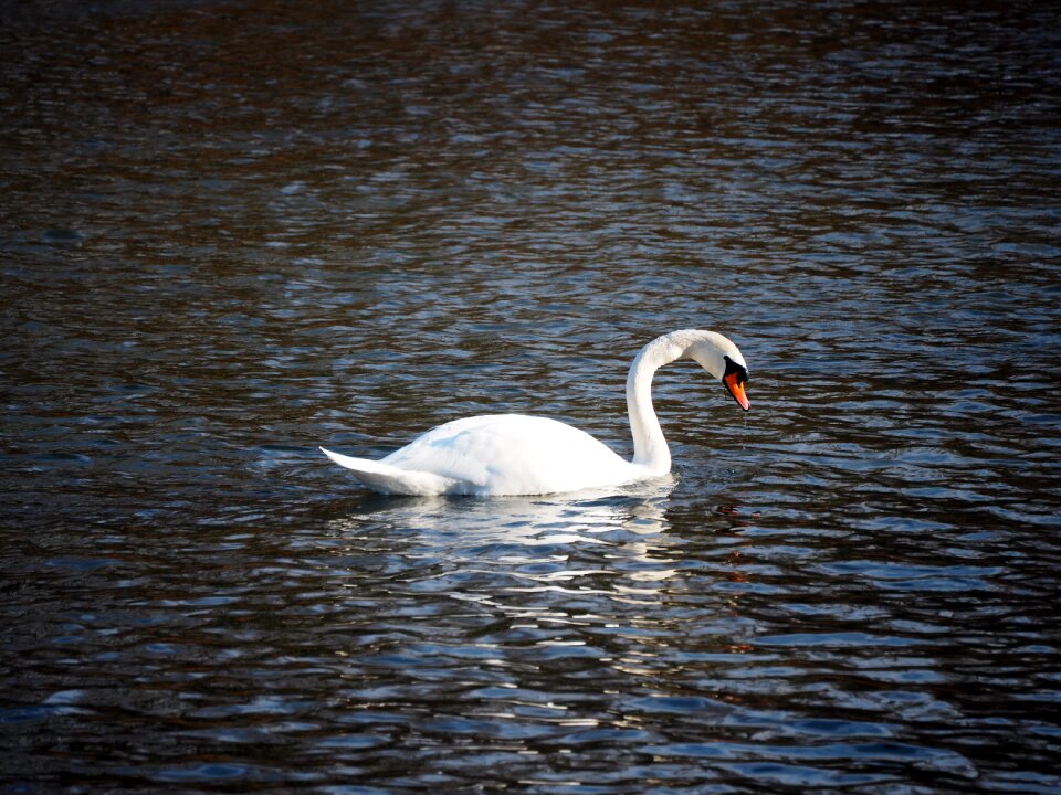 Swan nature water