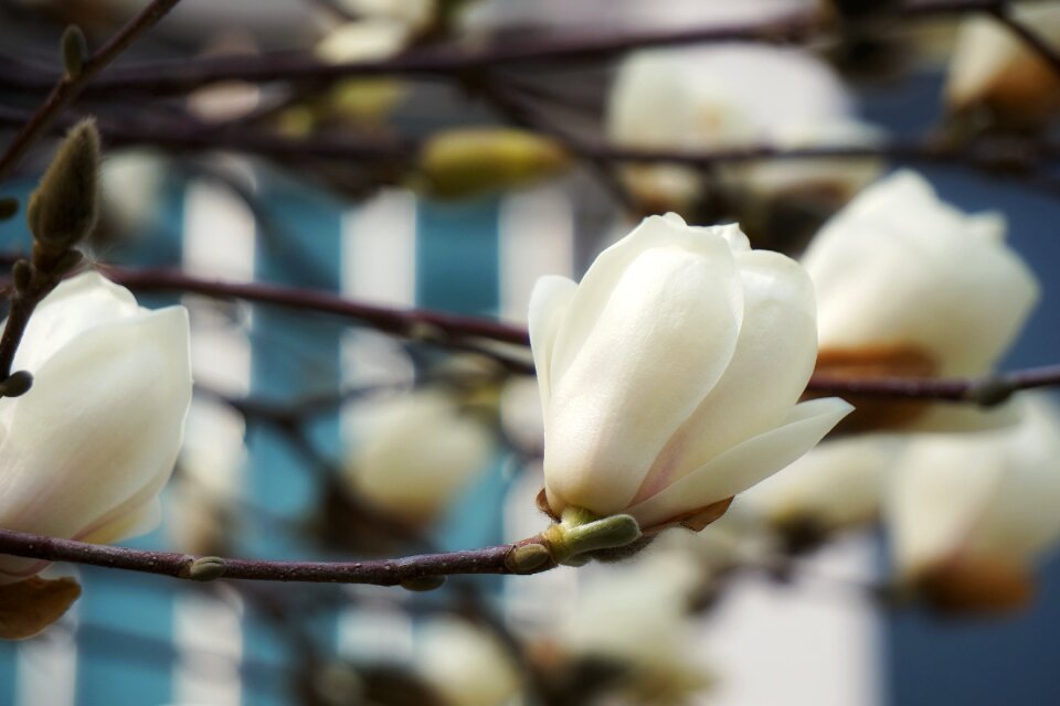 Flowers outdoors spring