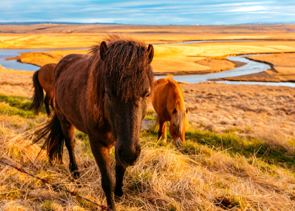 Horse animal nature