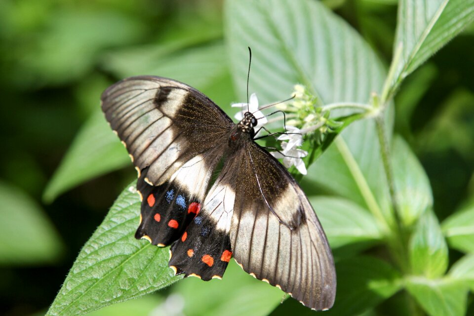 Insect garden wings