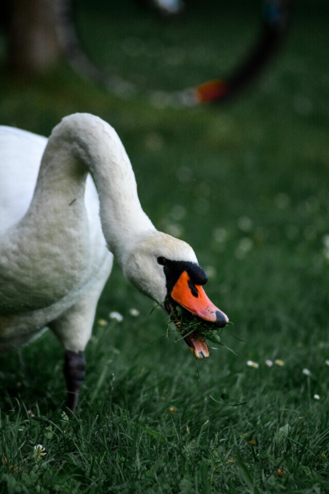 Animal water bird bird