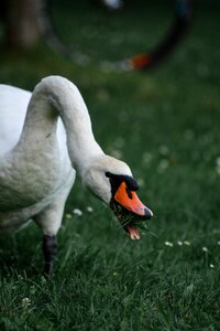 Animal water bird bird photo