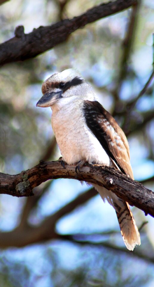 Perched tree branch wildlife