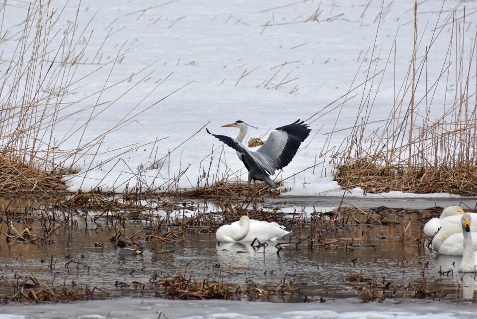 Bird wild birds heron