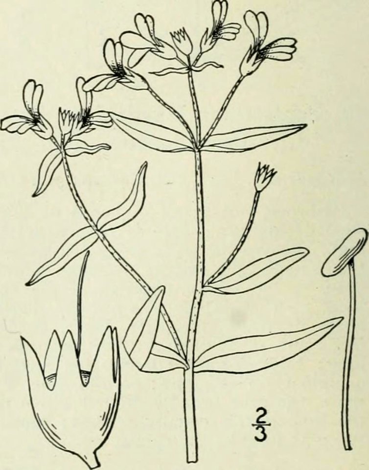 Collinsia violacea (14597212578)