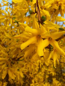 Spring ctn landscape