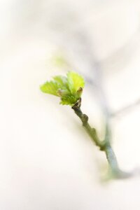 Relax nature blossom
