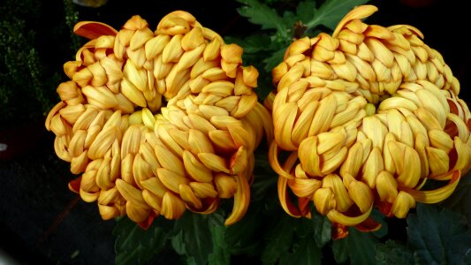 Large flowers garden