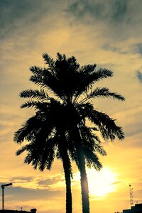 Palm tree tropical photo
