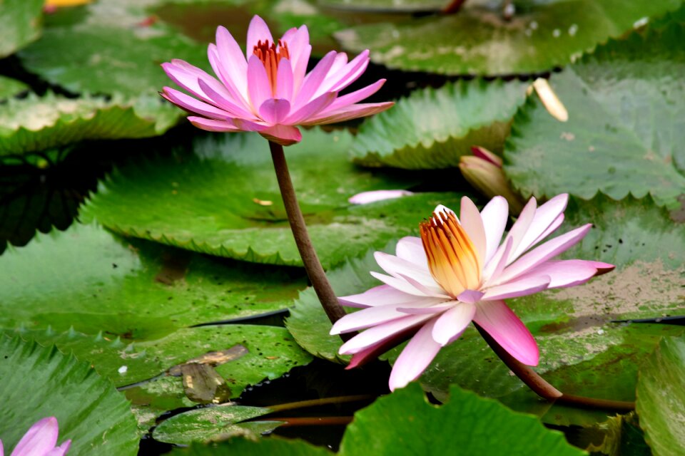 Lilies pink double gun gun cotton