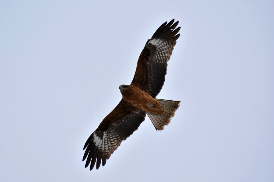 Wild birds raptor video