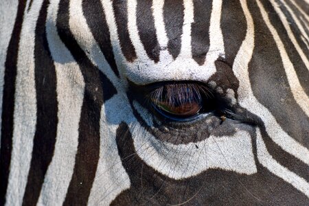 Black white stripes