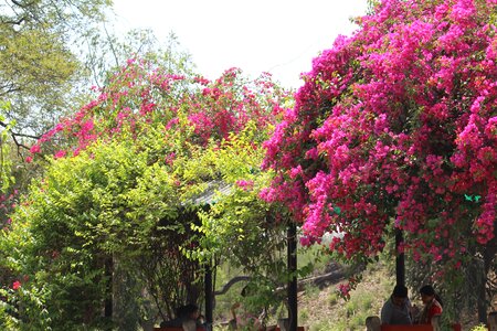 Flora park garden photo