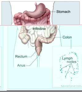 Colon and rectum photo