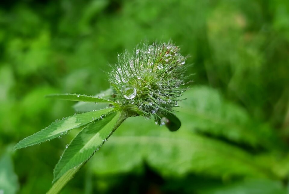 Drop of water raindrop dewdrop