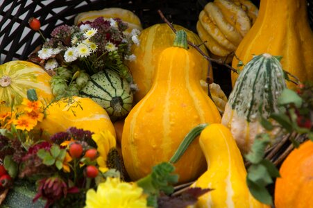 Halloween harvest pumpkins