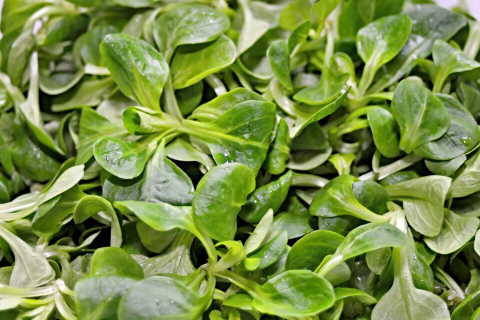Lettuce leaves eat vitamins