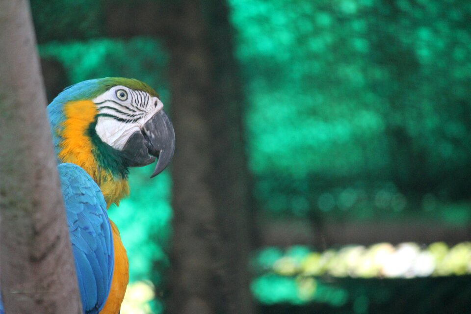 Wildlife animal bird