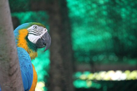Wildlife animal bird