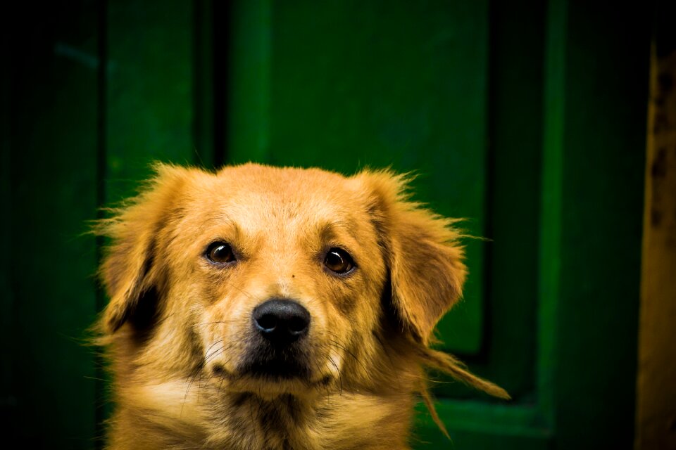 Canine mammal animal
