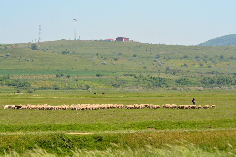 Wind sheep green