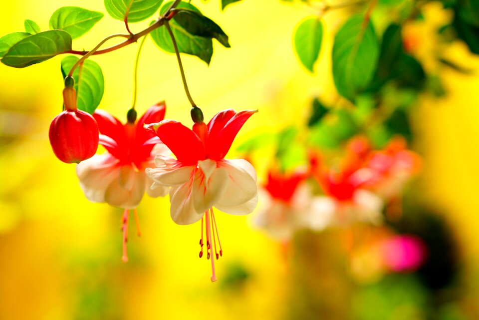 Garden flower summer