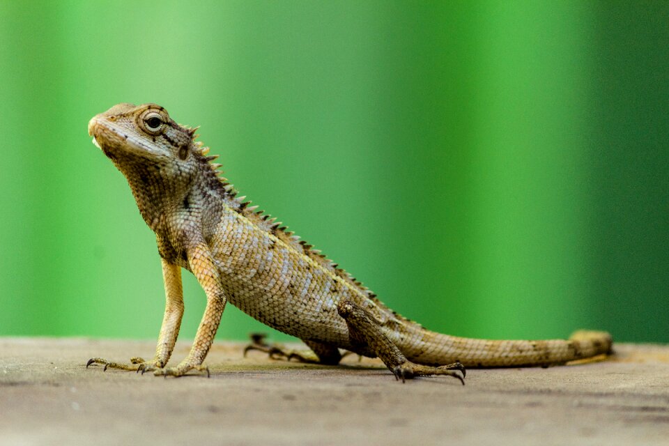 Wildlife animal nature