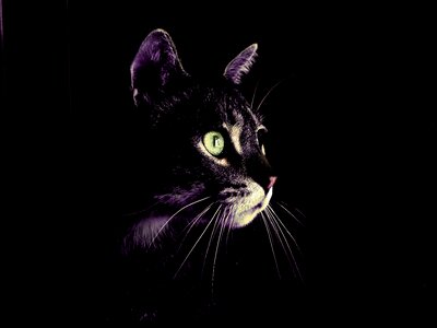 Eyes green feline