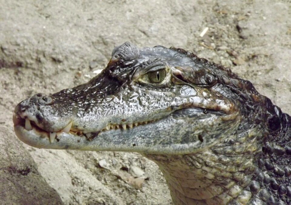 Reptile dangerous detail