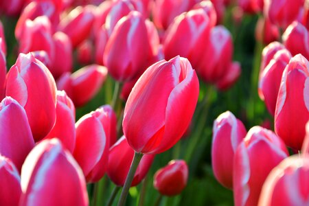 Vivid color nature close-up