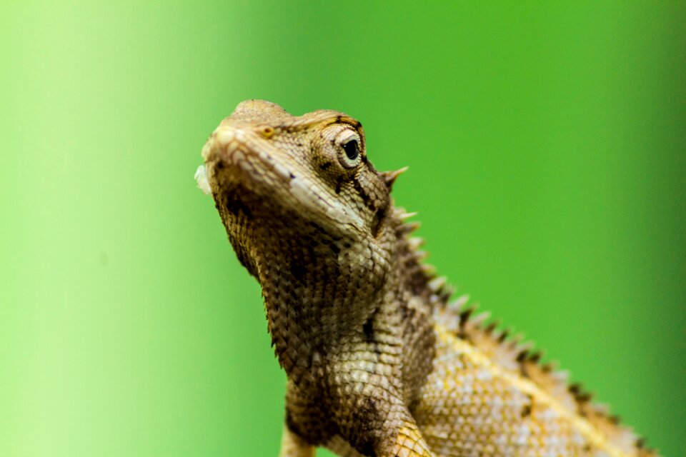 Nature animal wildlife