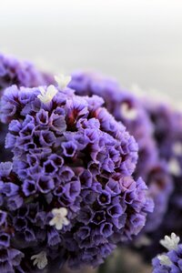 Flower purple flower california