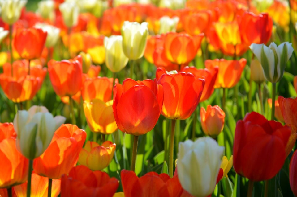 Vivid color nature close-up