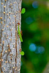 Wood flora outdoors