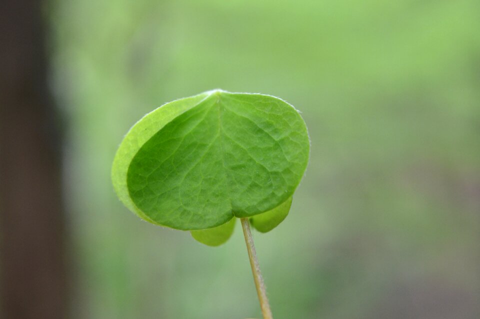 Light green sheet leaves
