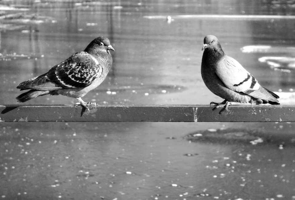 Animal columbidae wildlife photo