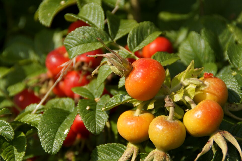 Fruits bush autumn