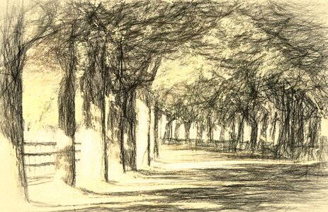 Road nature street