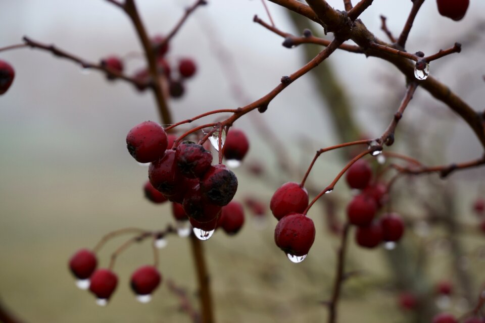 Tree berry branch