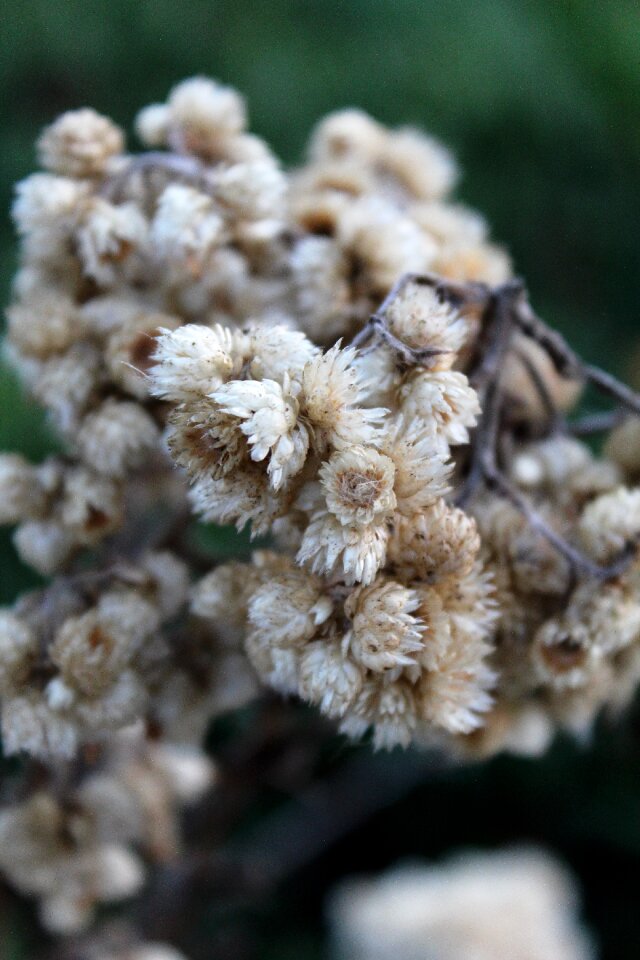 White flower dirty