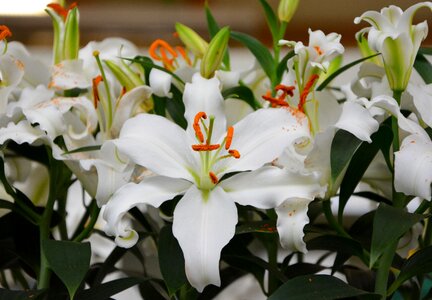 Nature offer gift