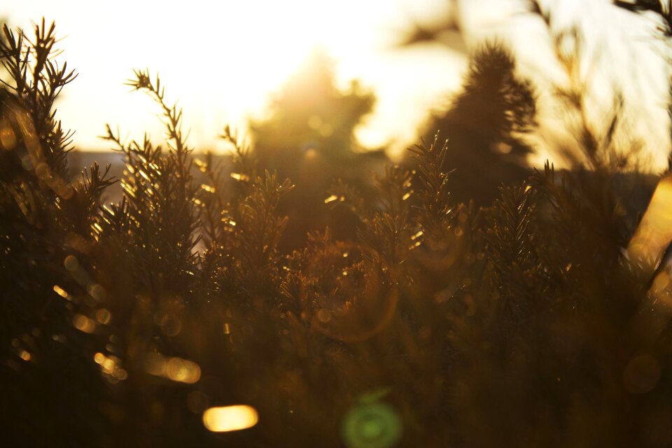 Sunlight sunshine sunrise