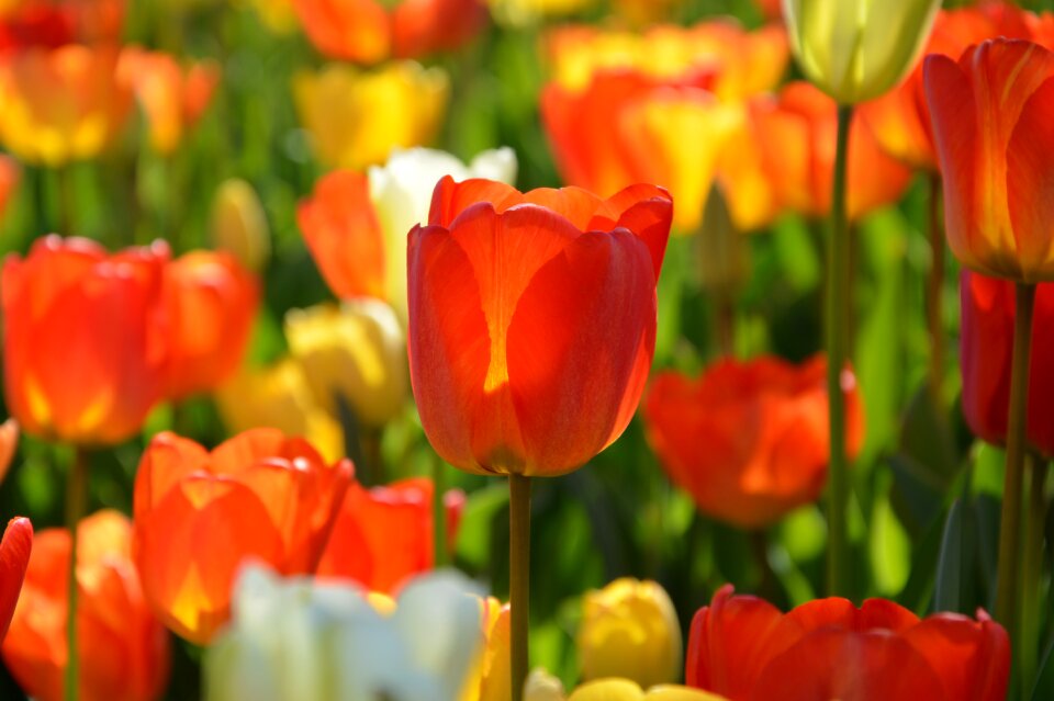 Vivid color nature close-up