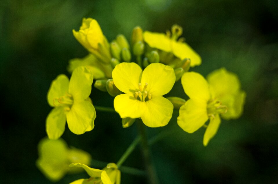 Outdoors summer blooming