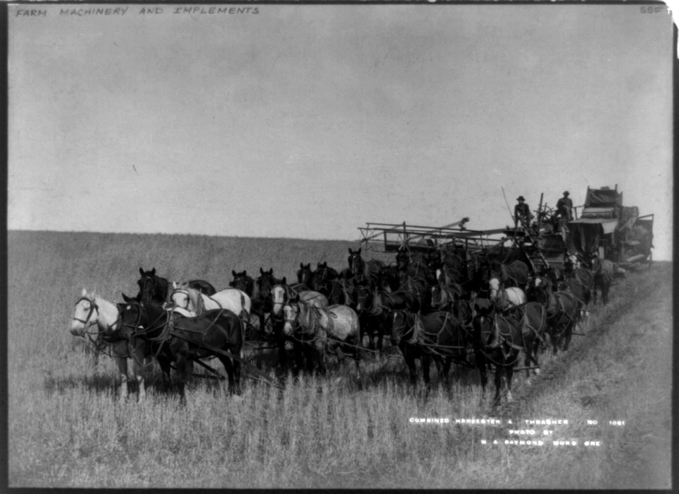 Combined harvester & thrasher (drawn by large team of horses) LCCN2002718369