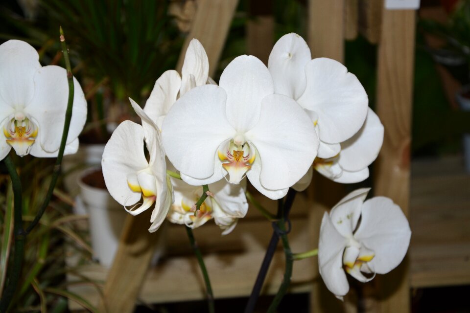 Flowering orchidaceae flora