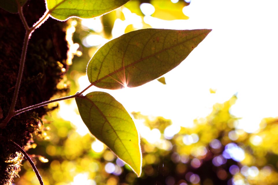 Plant nature blur