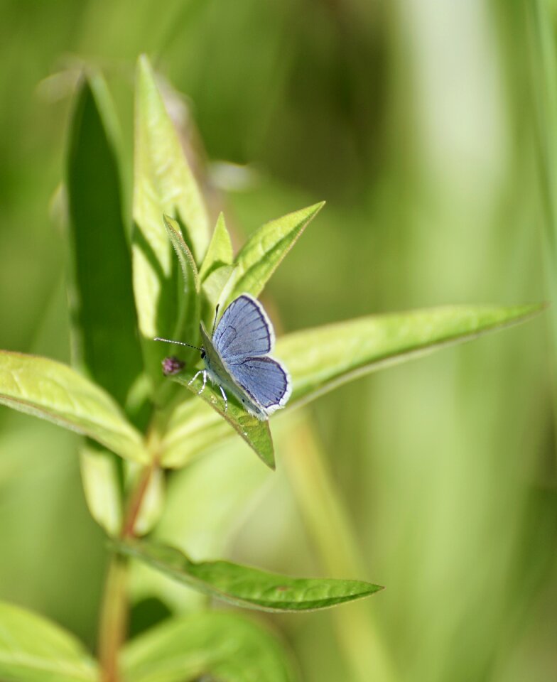 Butterflies blue restharrow's blue