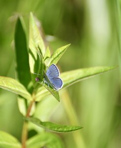 Butterflies blue restharrow's blue photo