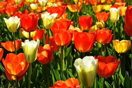 Vivid color nature close-up